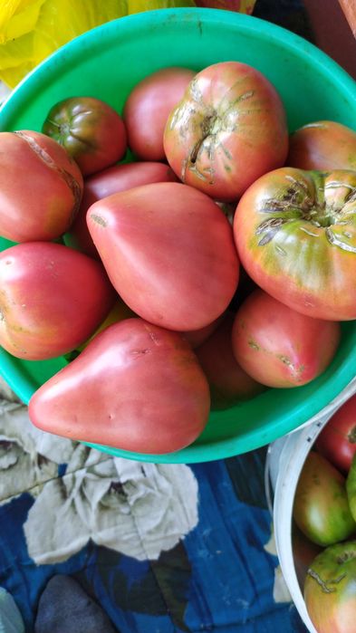Продам огурцы домашние свежесобранные