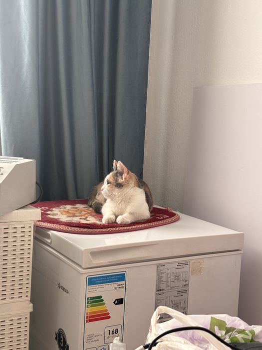 Отдам котенка в хорошие руки