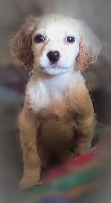 Щенки английского сеттера