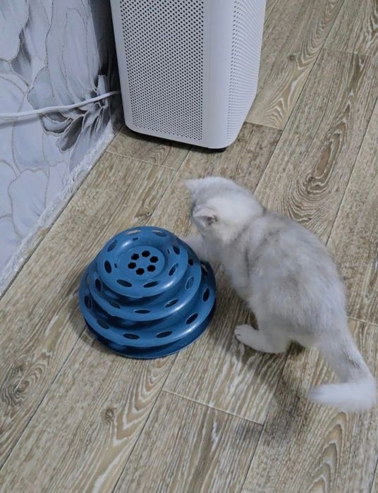 British Chinchilla Silver