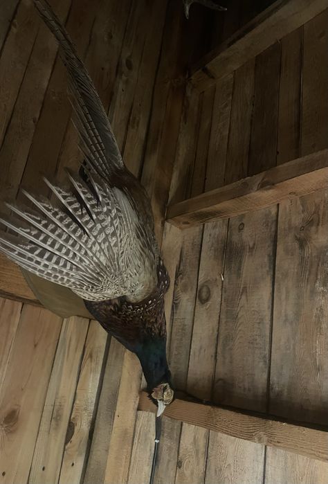 Препариран Фазан