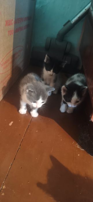 Отдам 4 красивых котят