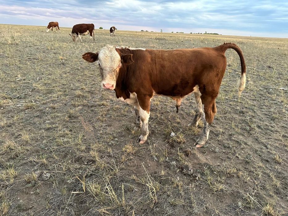 Бука сатамын  30 бас подсос  срочно