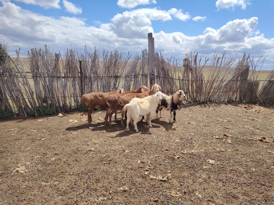 Асыл тұқымды қошқарлар сатылады.