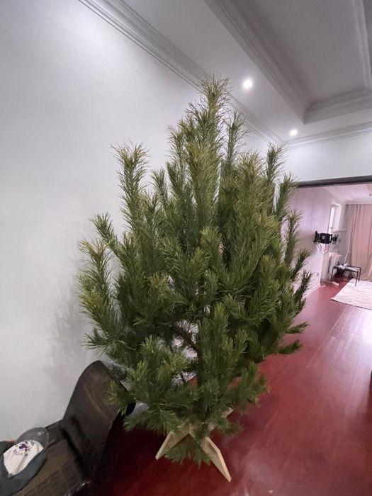 Новогодние сосны