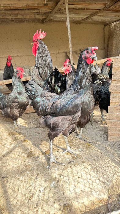 Qora Shaxzoda Tovuqlari