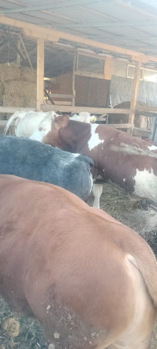 De vânzare viței