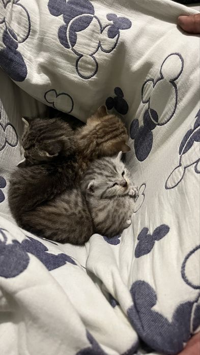 Котята британцы бронь
