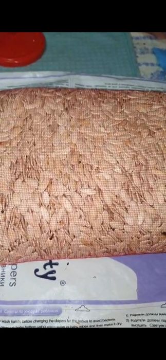 Семена бакинка..