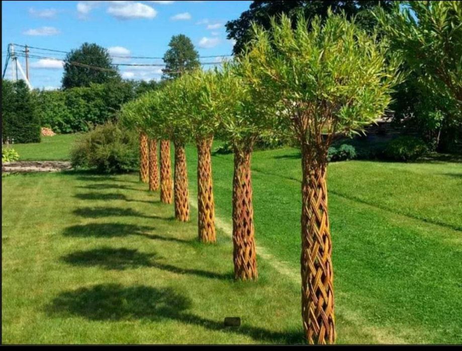 Plante ornamentale aclimatizate