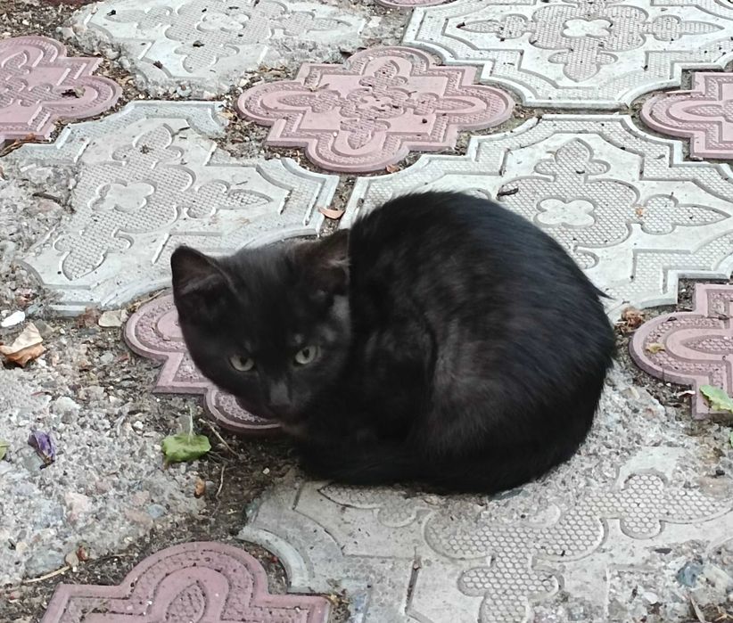 Котята разных окрасов