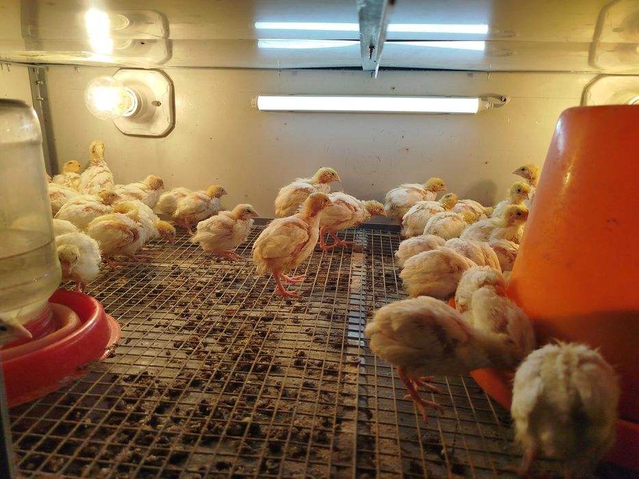 Bedana jo'jalari Beliy gigant Texas jojasi