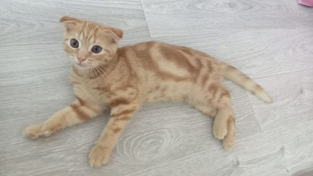 Вислоухие котенок