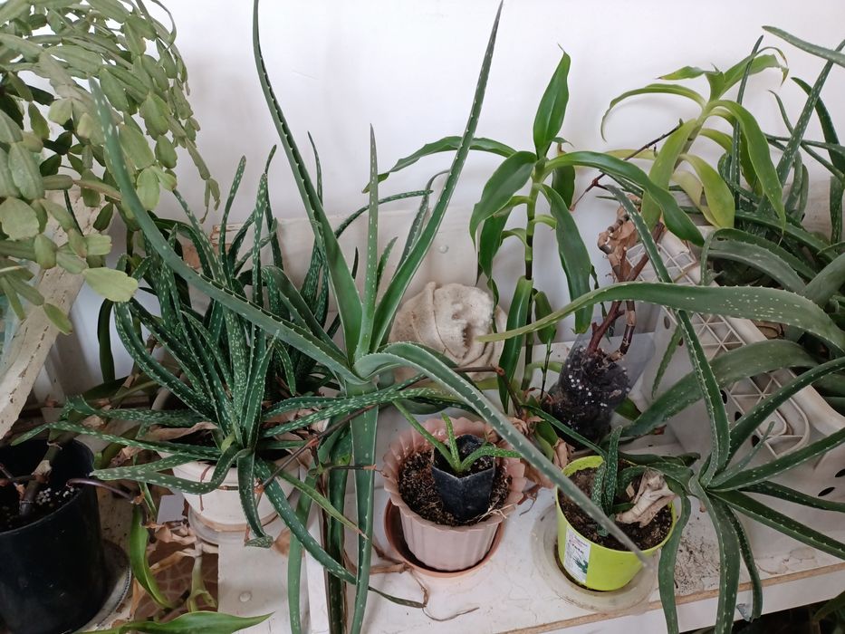 Продается алое и золотой ус