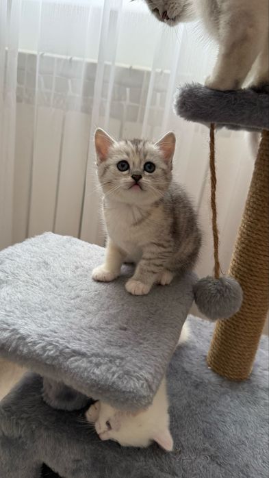 милые шотландские котята