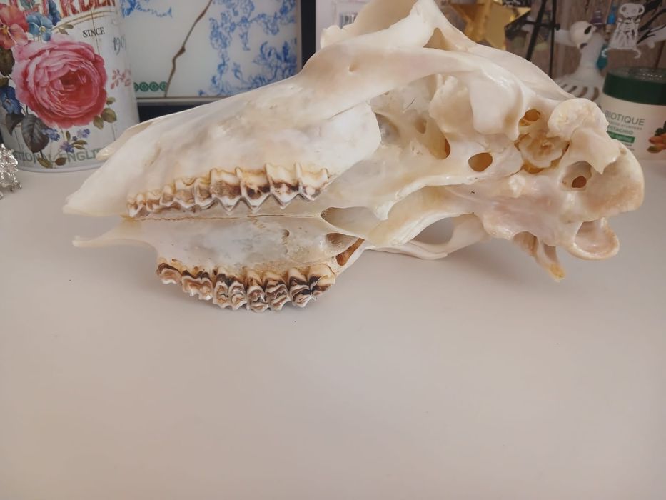 Декоративный элемент. Череп.