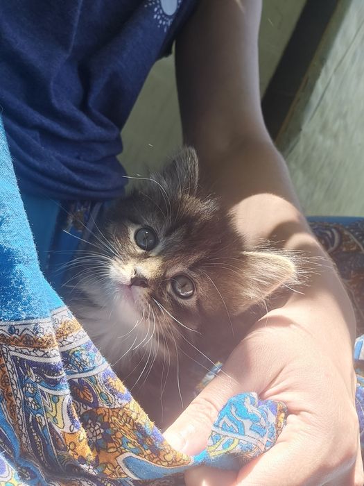 Котята. Коты. Кошки. Дети кошки