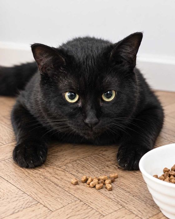 Скромный котик ищет дом