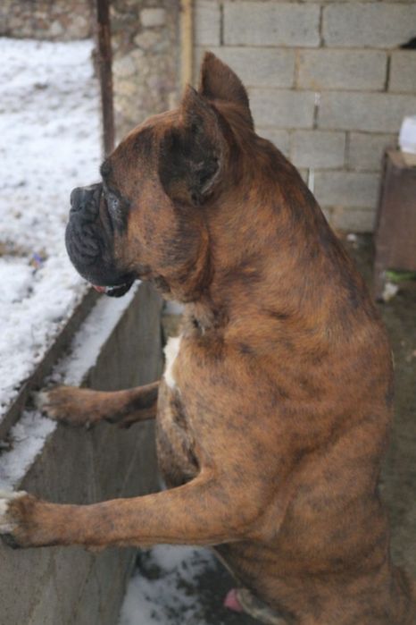 Вязка немецкий боксер