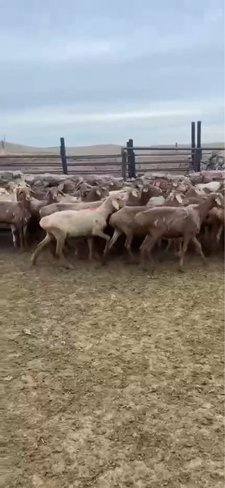 Семиз кой, токты, мал, бараны