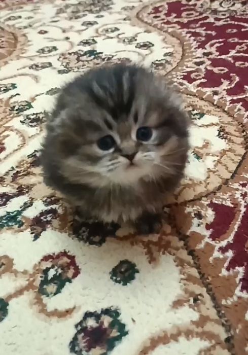 Хайленд фолд  золотая шиншилла девочка