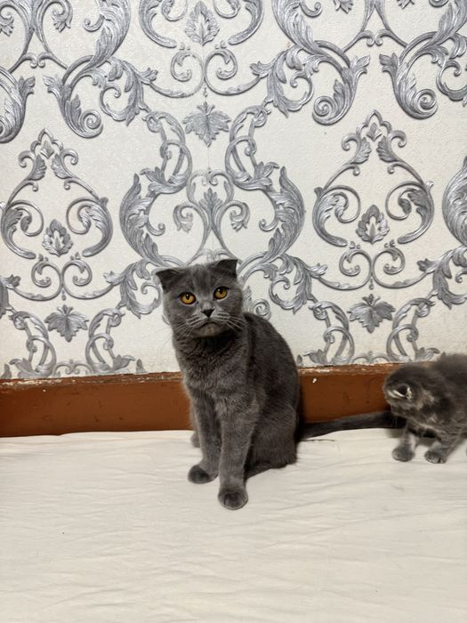 котята Scottish Fold и Straight в продаже$