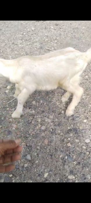 Жас лак сатылады