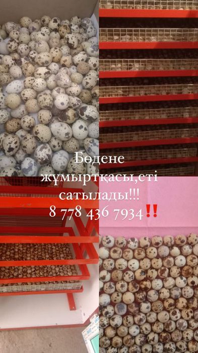 Бөдене еті мен жұмыртқасы сатылады