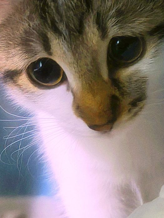 Потерялась кошка