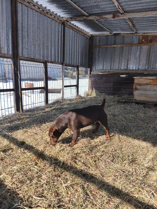 Вязка ягдерьер .