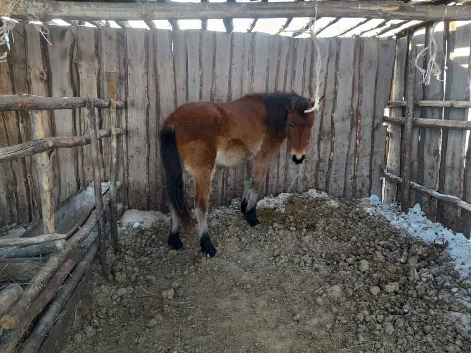 Тайлар     сатам