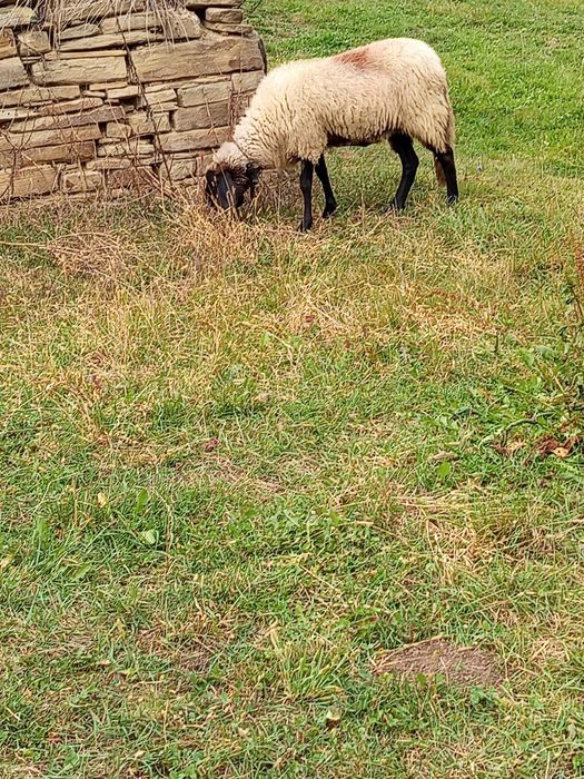 De vânzare cârlană