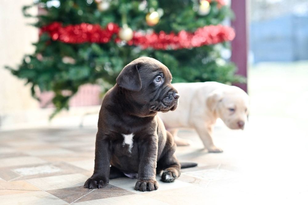 Labrador retriever  !