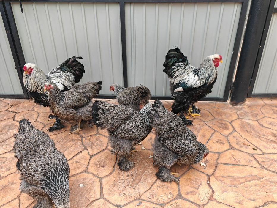 Brahma herminat inchis 50 lei