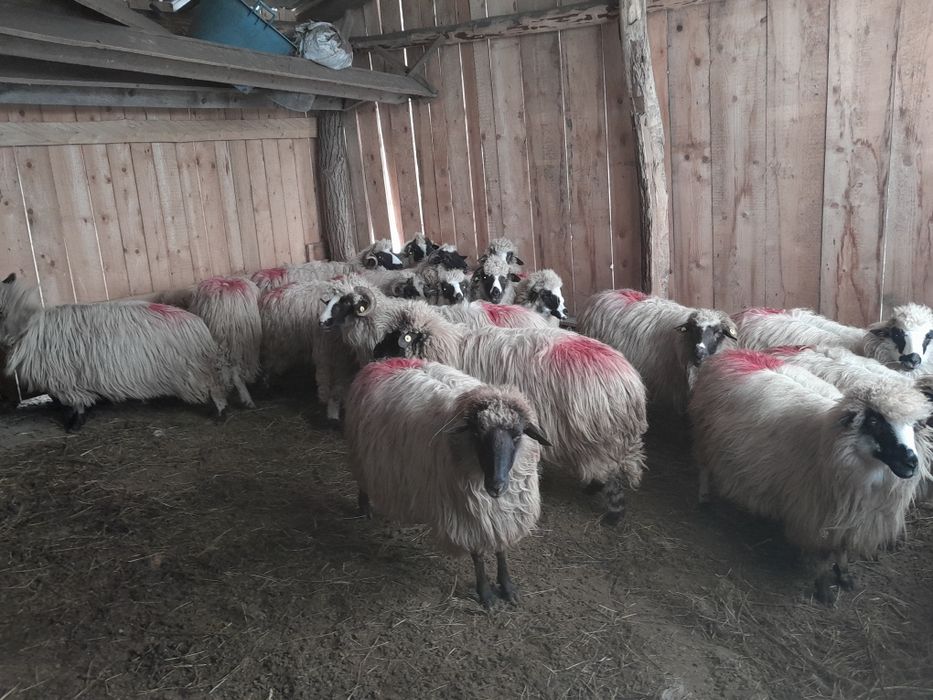 Disponibile 16 oi și un berbec