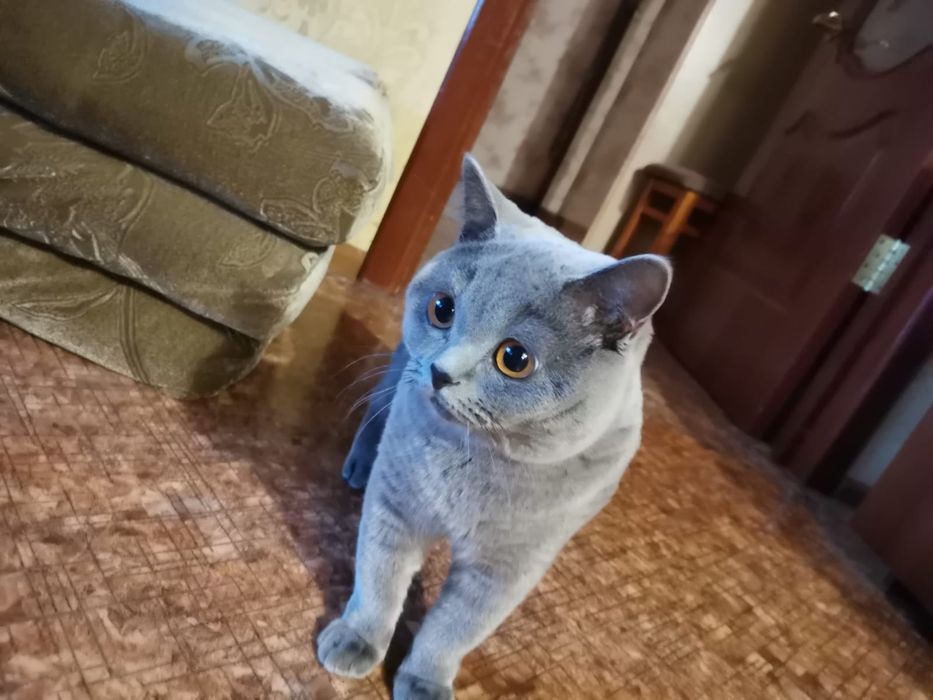 Кот. Британский кот