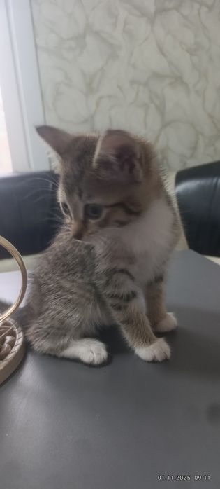 Отдам котенка девочку