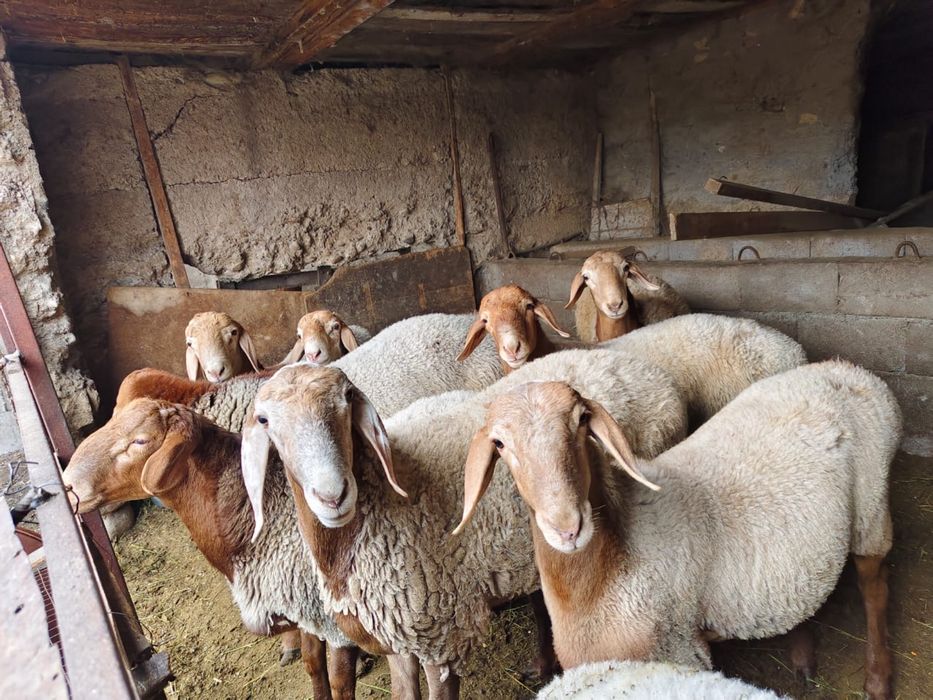 Продаются бараны!