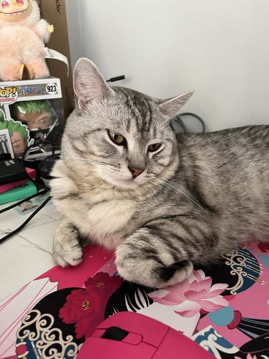 Отдам кота в добрые руки