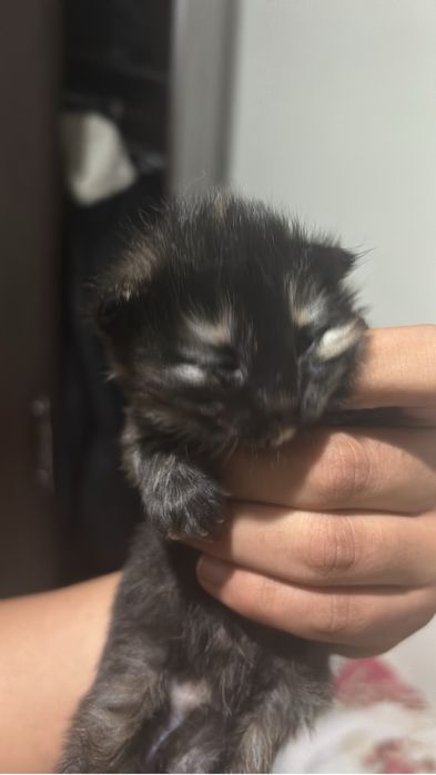 Отдам в хорошие руки