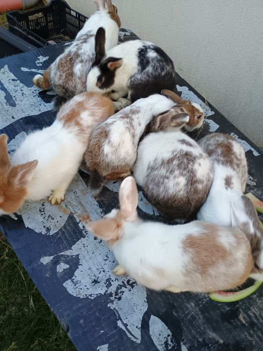 Vând iepuri rasa mica