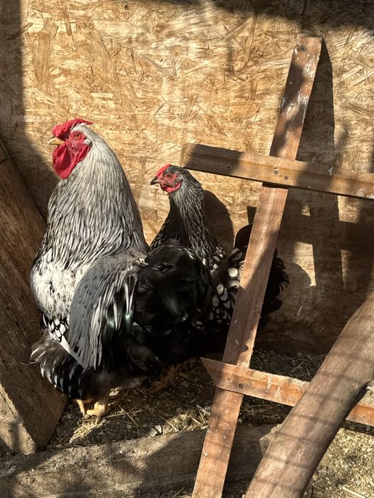 Виандот серебро петух и курица