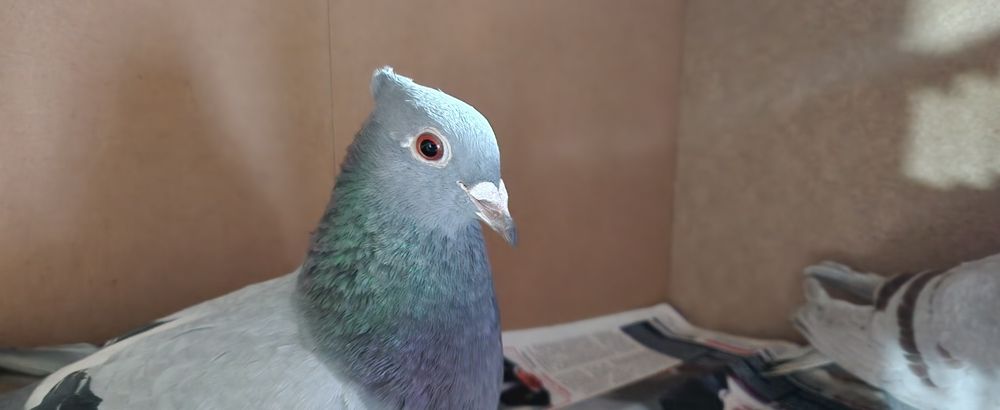 Porumbei voiajori lot 20 buc