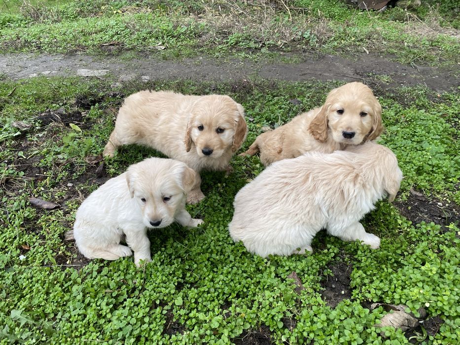 Продавам Голдън Ретривър