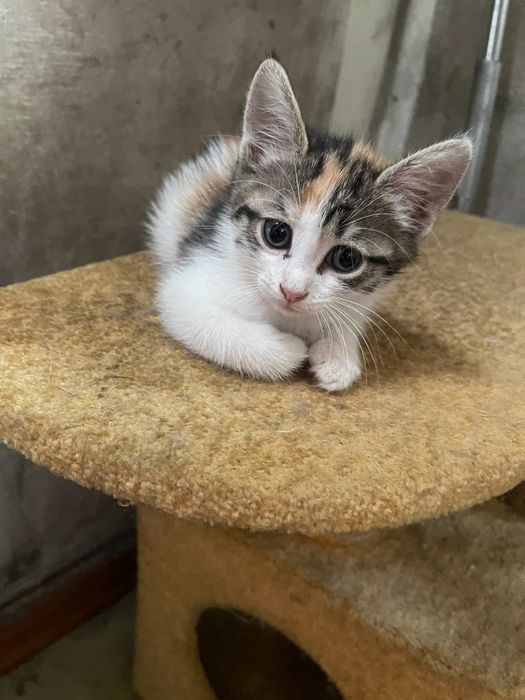 Дарю котят,папа крысолов