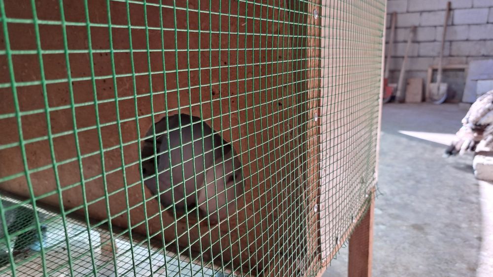 Куёнлар учун клетка