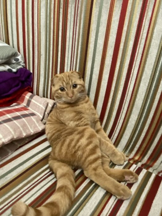Продам кота вислоухи рыжий