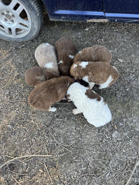 Каракачански овчарки