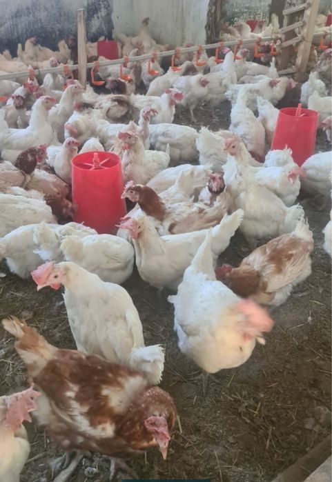 Продам курей по 1000 тенге несушки . Пишите большим количеством достав