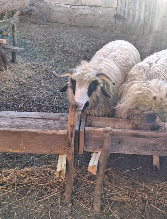 Vând doi berbeci noatini și o miauă